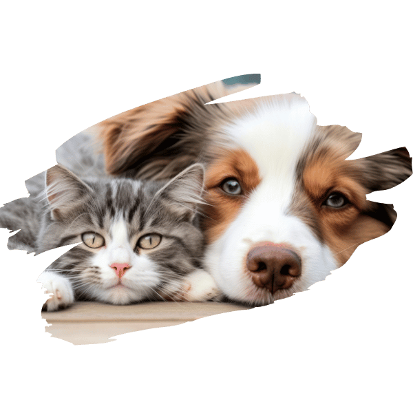 seguro pet cão e gato